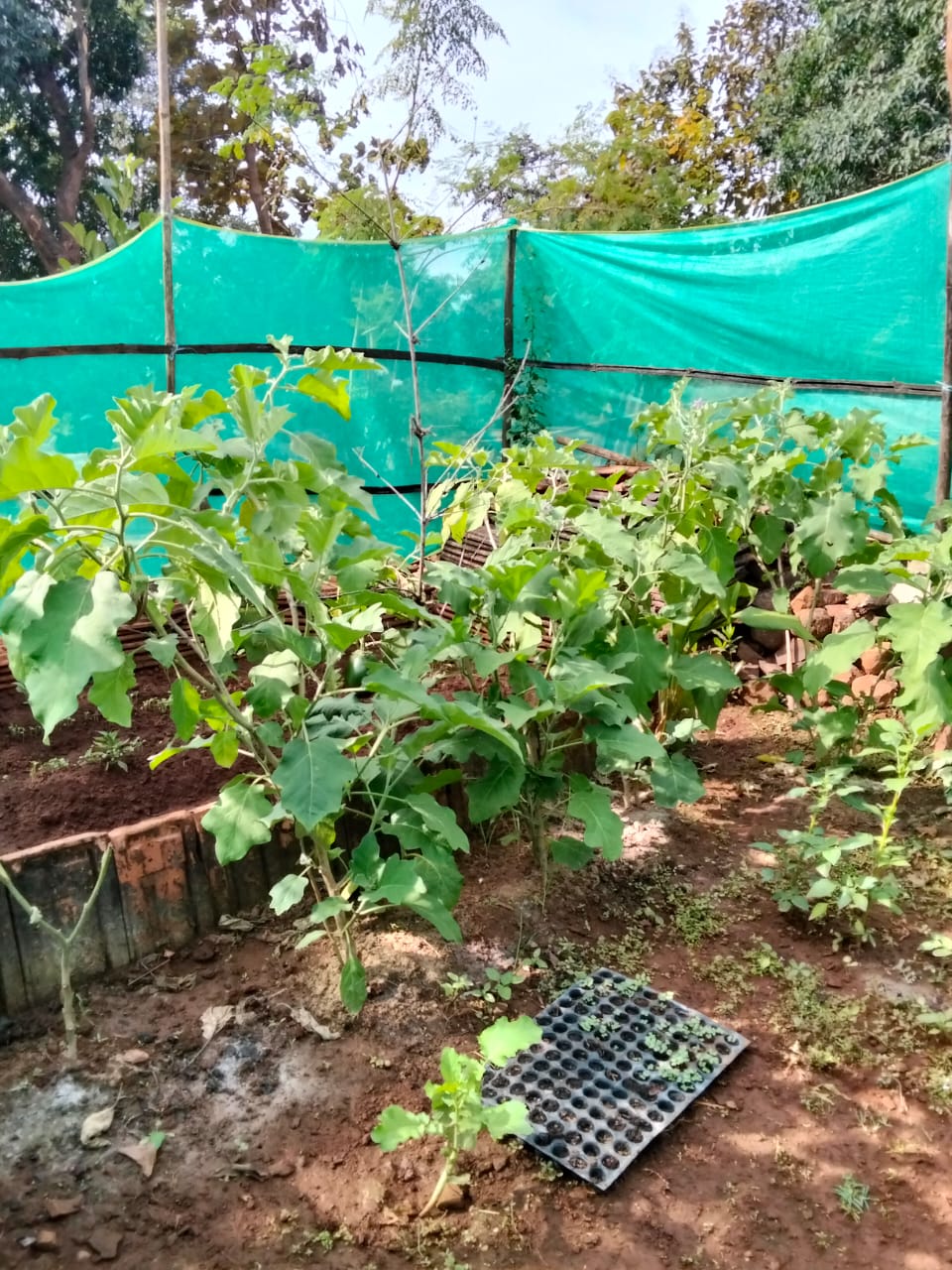 अधिक प्रतिमा 1